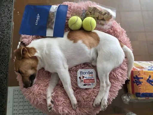 搜救犬墜樓爆爭議　花蓮消防局駁虐待！秀骨骼照沒破裂