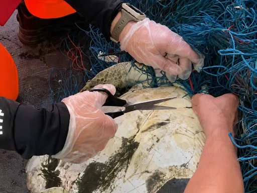 3保育海龜遭漁網纏繞！海巡趕赴沙洲剪網救援移置