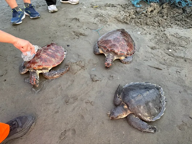 海巡營救3隻遭漁網纏繞保育海龜。翻攝畫面