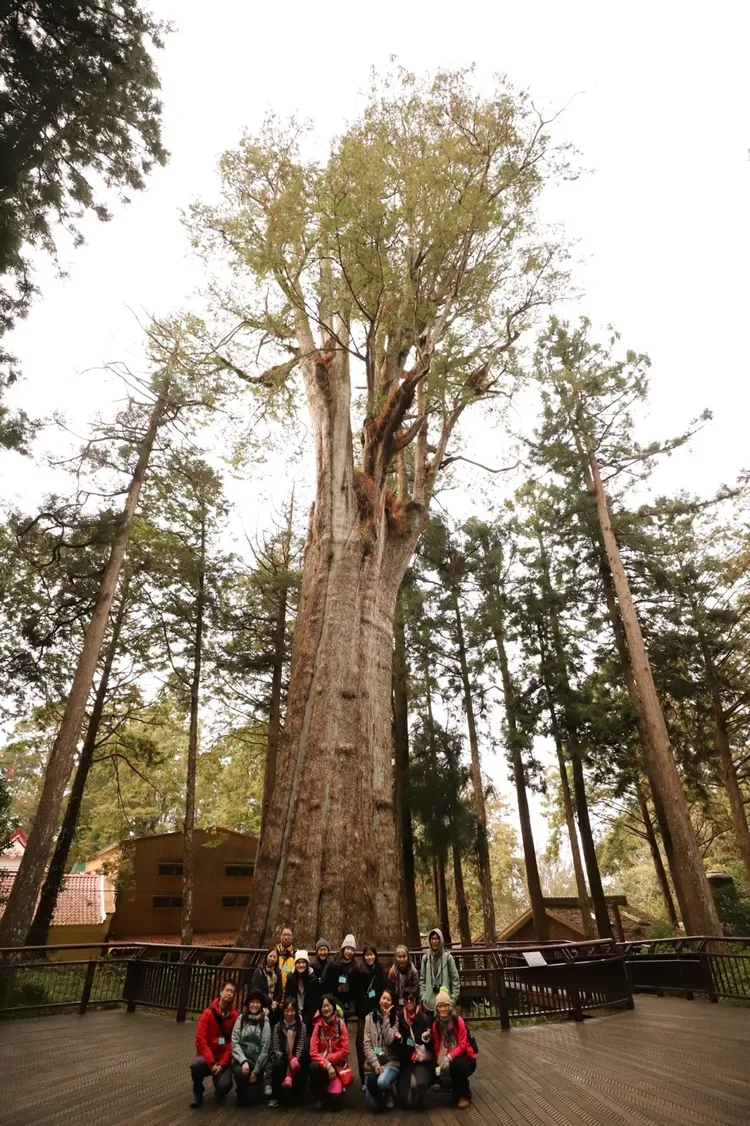 導覽員解說阿里山巨木生態與林業文化故事。林保署嘉義分署提供