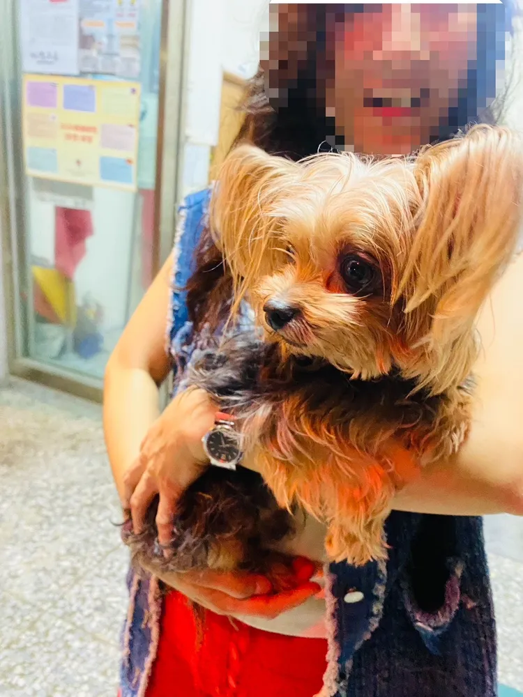 飼主見愛犬正安穩待在所內，激動地上前抱住牠。翻攝畫面