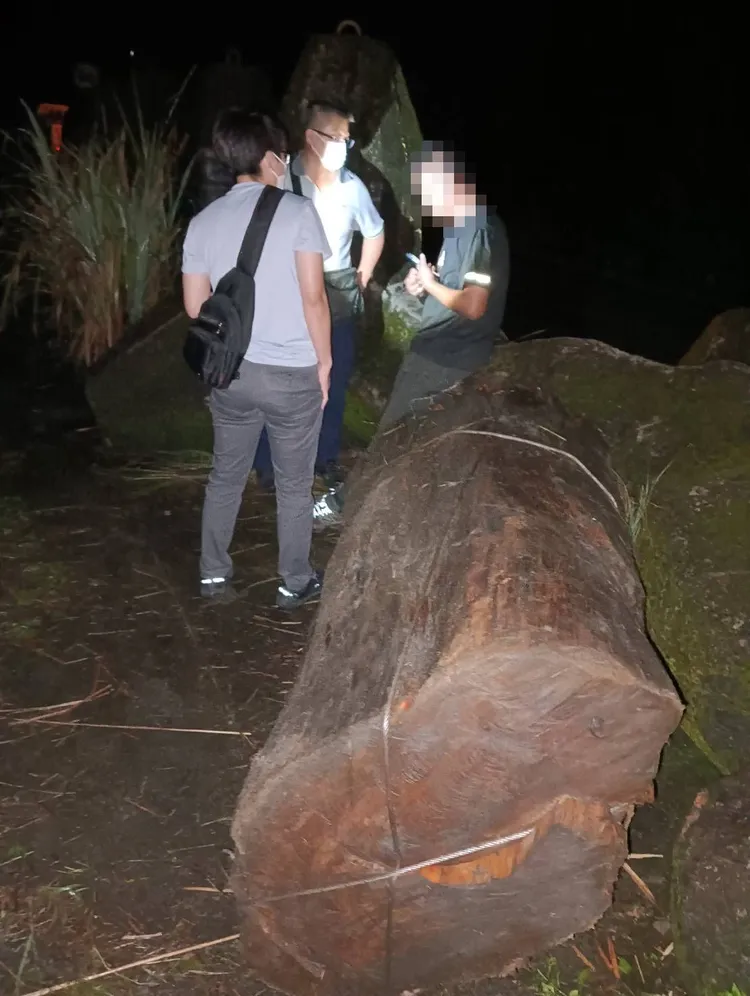1整根重達695公斤的台灣肖楠樹幹，差點被山老鼠運走。民眾提供