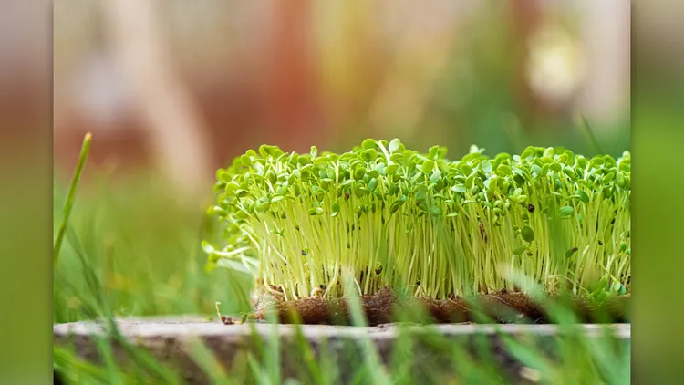 青花椰菜苗的抗氧化物「蘿蔔硫素」是綠花椰菜的20到50倍之多。紅崴科技提供