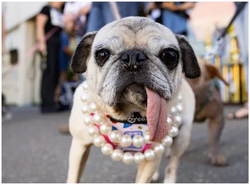 棄犬逆襲！長舌凸眼巴哥「世界最醜狗狗」奪冠　