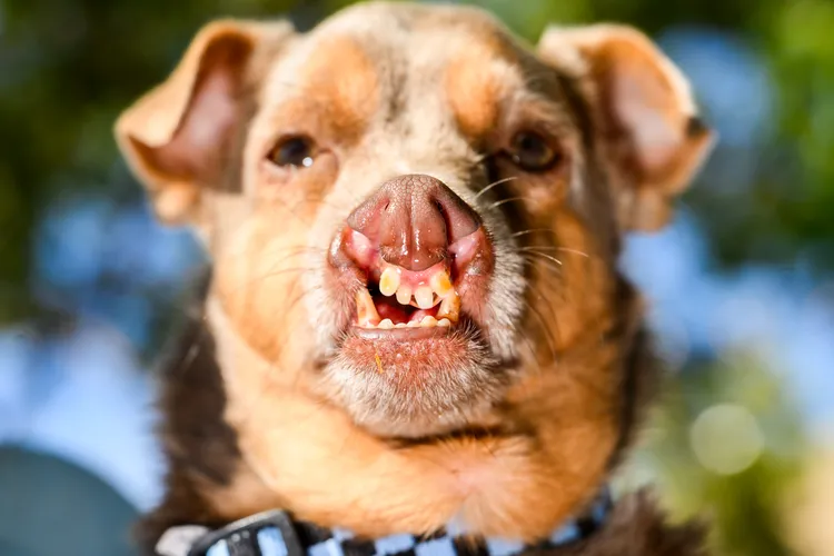 吉娃娃混種犬Otto獲第三名。美聯社