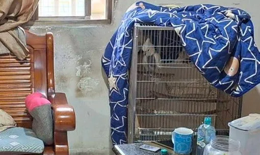 家暴案的引爆點居然是一隻鸚鵡的飼料份量。翻攝畫面
