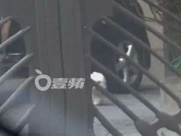 車門一開，愛犬「社長」回到自家地盤，快樂地在社區廣場東奔西跑。特勤中心攝