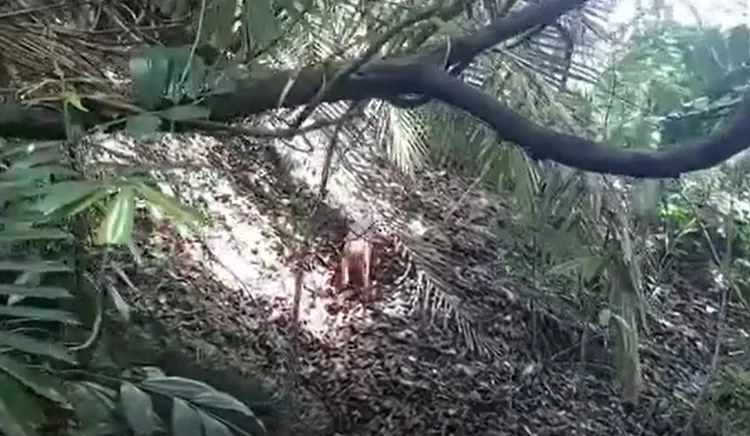 柴山上山羌越來越難見到。臉書《四季柴山》提供