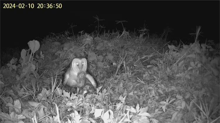 草鴞親鳥刁著被野狗咬死的幼鳥，模樣令人心疼。台南市野生動物保育學會提供