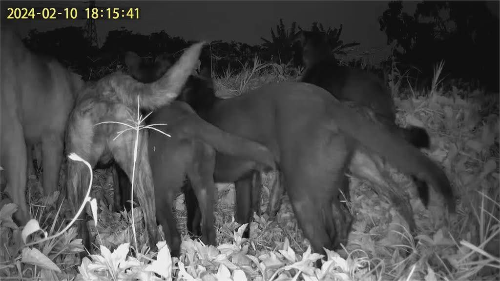 獨家|任意餵食引野狗聚集 原生動物遭襲!穿山甲草鴞山羌成獵物