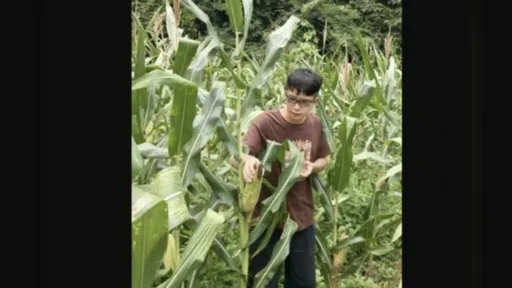500萬年薪不幹了！華為「天才少年」返鄉賣玉米　下一步「做這打算」