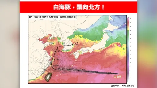 白海豚將變慢　Google AI預測大轉彎！這兩天風浪大