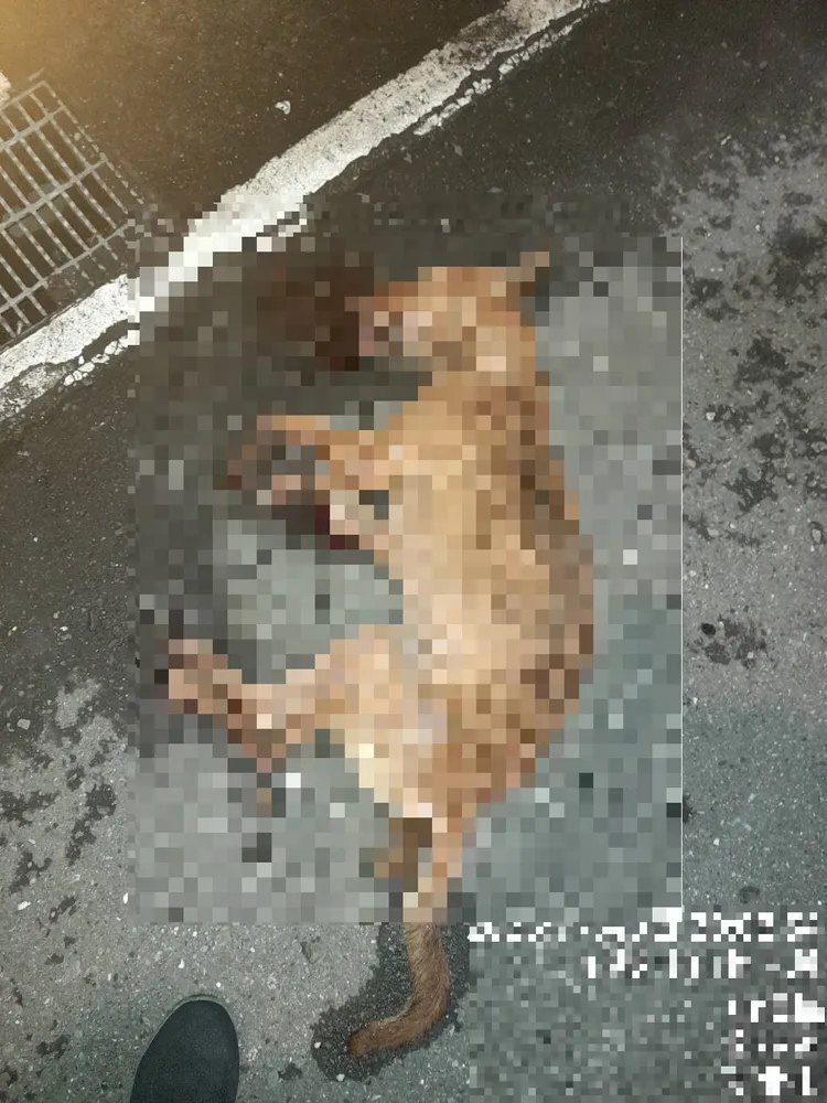 民眾誤以為虐狗報警，新北動保處調查出爐，是犬隻攀露臺雜物翻牆墜樓亡。動保處提供