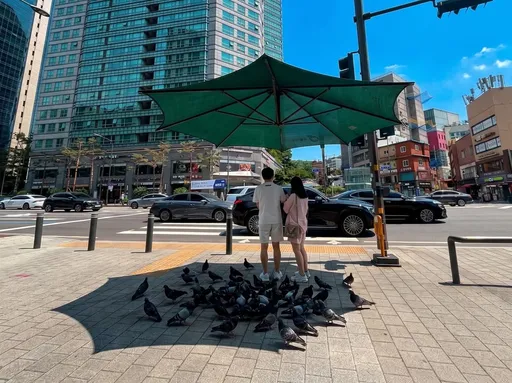 全球熱浪發威！首爾體感飆37℃　鴿子出現反常行為