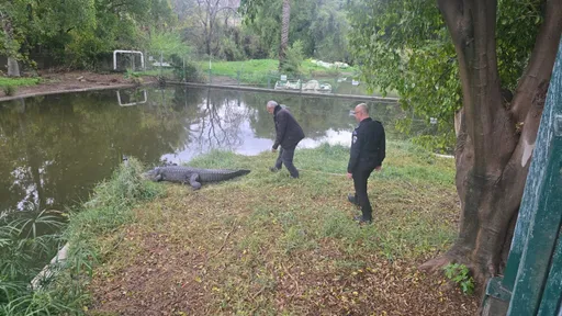變態！這國監獄擬讓囚犯「人鱷同籠」　法院急喊卡：怕鱷魚受傷
