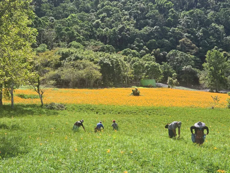 赤科山金針花採收師傅正辛勤工作，與花海構成一幅美麗圖案。李光濱攝