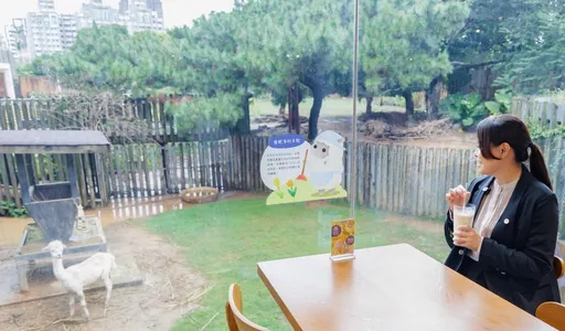 新竹市立動物園親子餐廳嶄新登場　高虹安與羊駝共進午餐