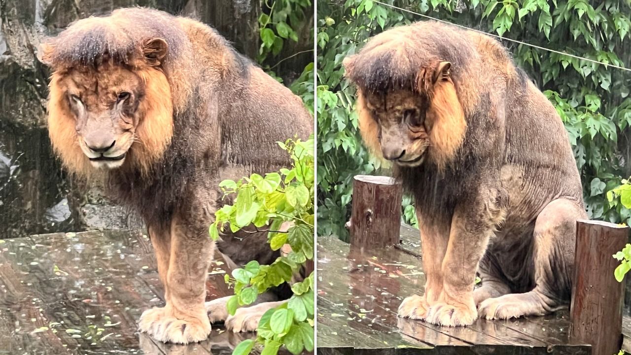獅魂落魄!壽山動物園「獅子小辛」愛淋雨 憂鬱畫面萌翻7萬人