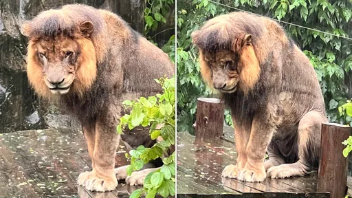 獅魂落魄！壽山動物園「獅子小辛」愛淋雨　憂鬱畫面萌翻7萬人