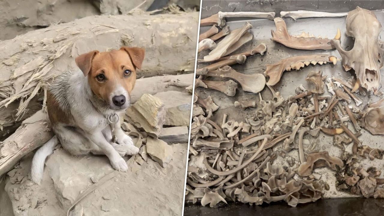 花蓮地震立大功搜救犬「Wilson」死因遭議論 消防局今天公布死因及水化骨骸