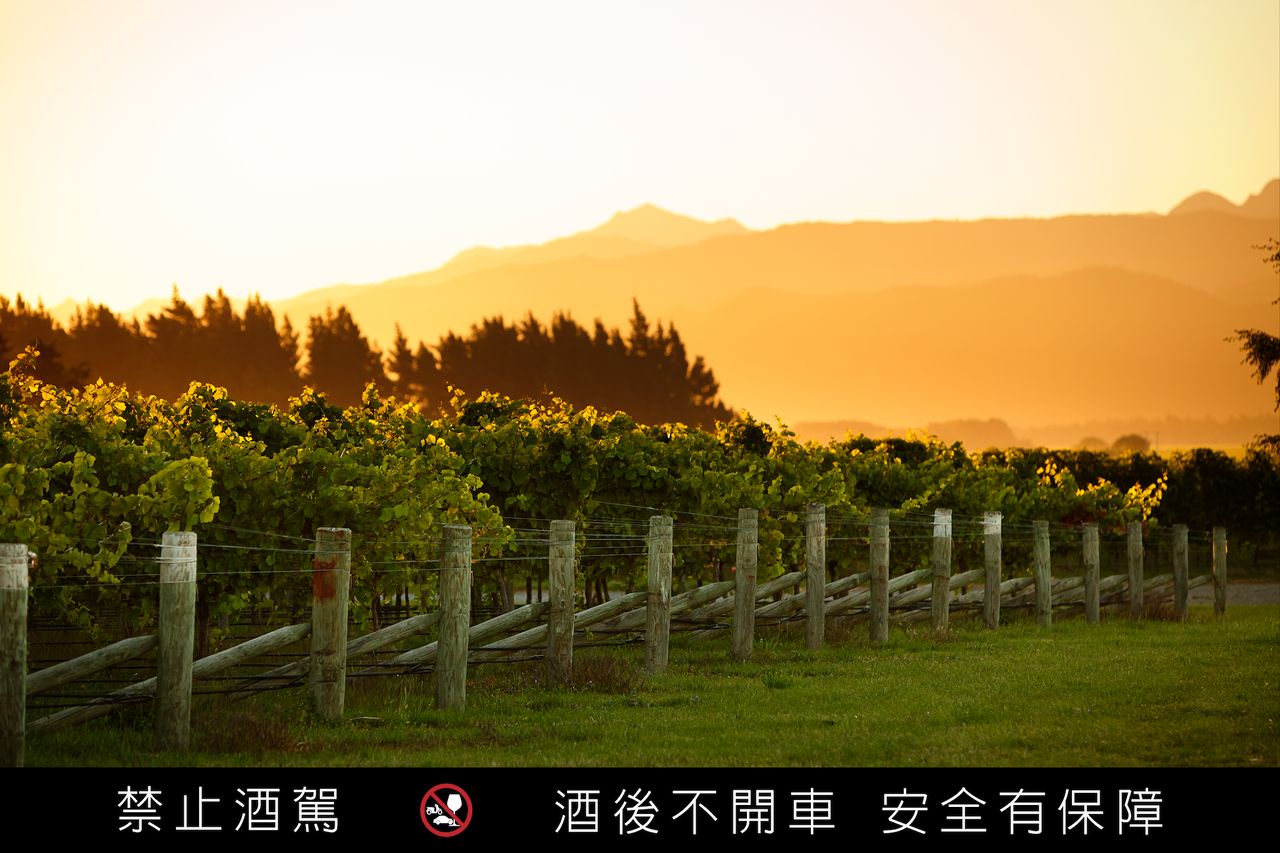 紐西蘭白酒突破高酸印象 懷得天堂木桶白蘇翁中秋到港