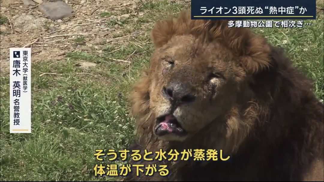 「萬獸之王」也熱到受不了!東京動物園3母獅接連暴斃