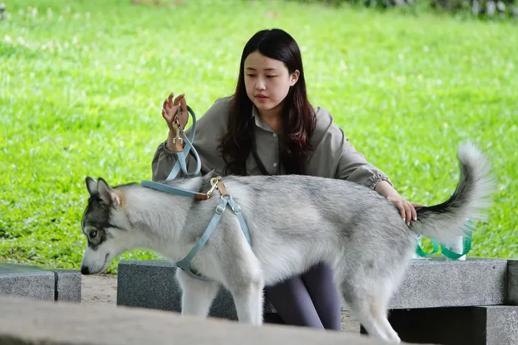 飼主未替犬貓完成登記及植入晶片者，可處3000元至1萬5000元罰鍰。攝影中心