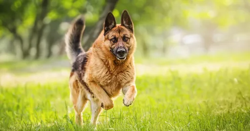 德國牧羊犬咬死人竟成「謀殺案」　55歲飼主遭警方逮捕