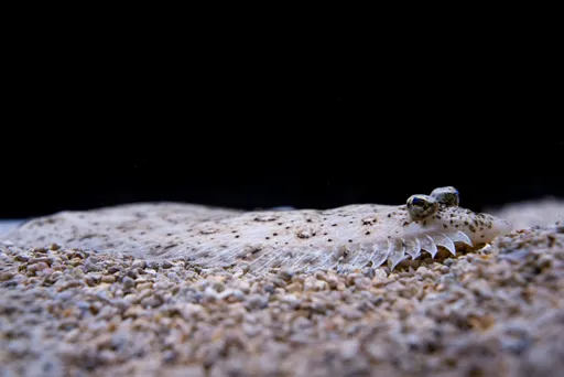 看不到比目魚、玫瑰毒鮋？台中海洋館「海洋捉迷藏」周末登場