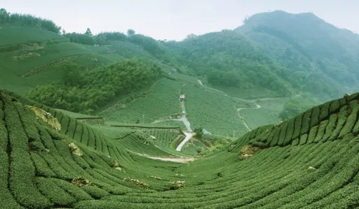 印度茶遇上台灣工藝！中興大學赴印打造「台味烏龍」　一杯茶展現文化藝術