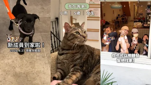 燒500萬元救浪浪險關店！靠TikTok翻身送養破百隻