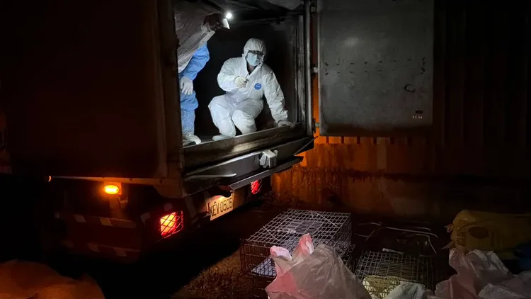 現場撲殺及銷毀作業。農業局提供