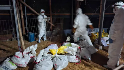 桃園養雞場爆H5N1禽流感　緊急撲殺2,500隻珍珠雞