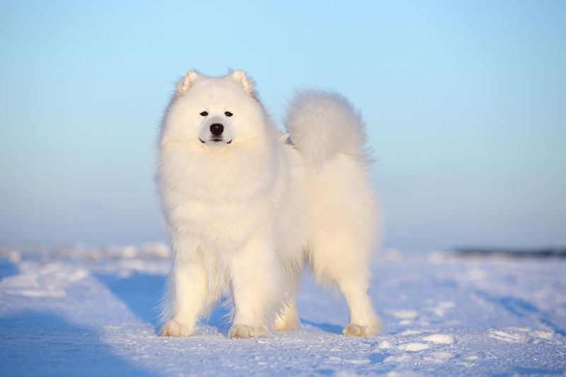 壹蘋派生活美語 薩摩耶:冰雪中溫暖的微笑天使