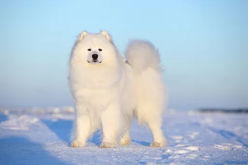 壹蘋派生活美語　薩摩耶：冰雪中溫暖的微笑天使