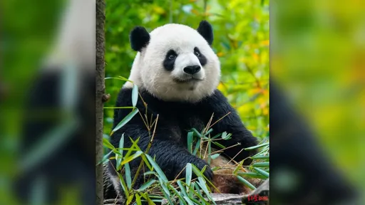 臉歪到天天漏奶！「崩壞貓熊」戴牙套逆襲　3年後煥然一新