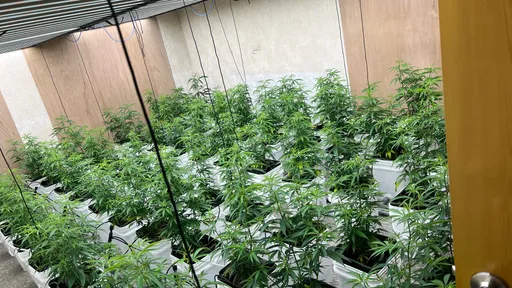 嘉義透天厝變大麻工廠　「製毒導師」教扦插1株變67株