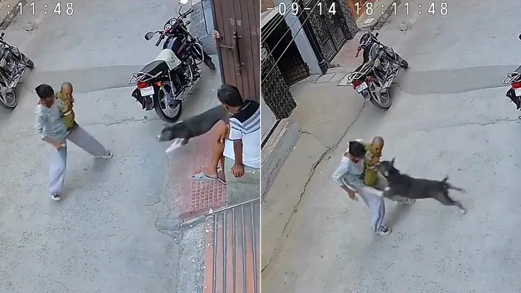 比特犬趁飼主返家開門時衝出，隨即撲向站在街上的女子與寶寶。翻攝自X