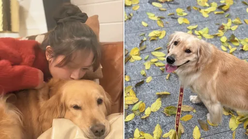 愛犬搭機離世！飼主苦等2小時　「見血淋淋遺體」大崩潰