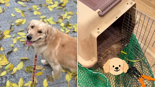 愛犬搭機離世！飼主苦等2小時　「見血淋淋遺體」大崩潰