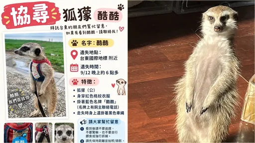 台東、三重都有狐蒙走失　飼主急尋「不要傷害牠」