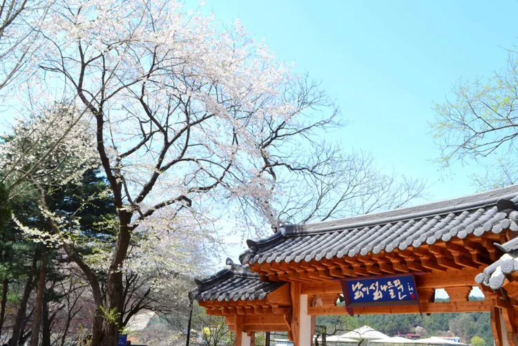 3月起首爾的南怡島櫻花陸續盛開，雄獅X長榮航空機票一口價限時搶購，首爾來回機票只要5888元。雄獅旅遊提供