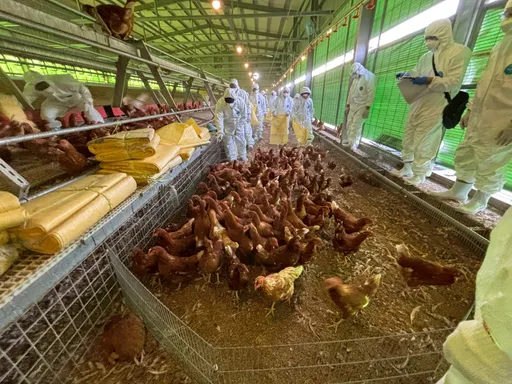 禽流感進入高風險季節　防檢署啟動秋冬強化防疫措施