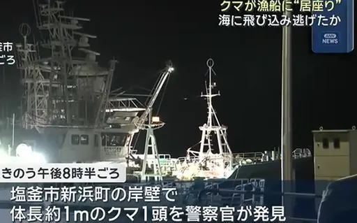 警察狂追！日本黑熊竟跳上漁船　躺4小時後跳海游走