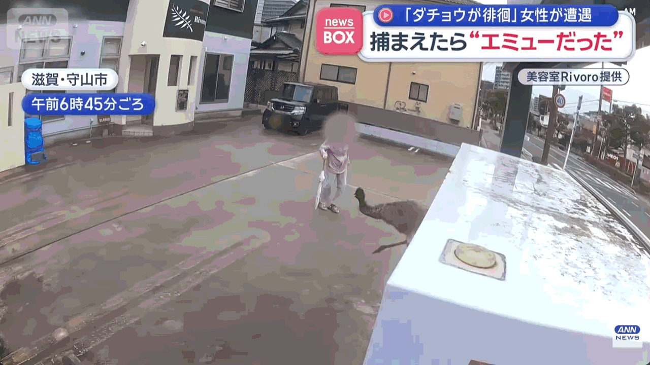 被2公尺大鳥追 阿嬤拿出「長輩神器」一棒打頭