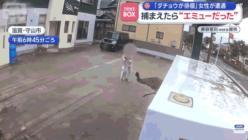 被2公尺大鳥追　阿嬤拿出「長輩神器」一棒打頭