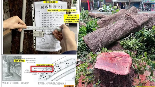 茄苳樹「移植」竟變「移除」　洪婉臻秀證據打臉蔣萬安