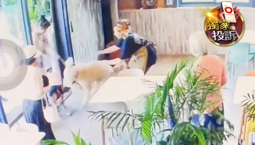 獨家投訴｜台中寵物友善餐廳不友善　店狗咬傷客人比熊犬！業者回應了