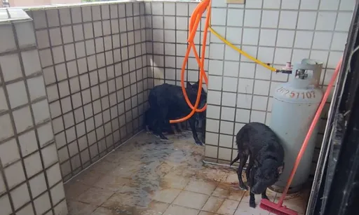 房客入獄失聯留下12隻品種犬等死！　新北首創「寵物租屋約款」防棄養