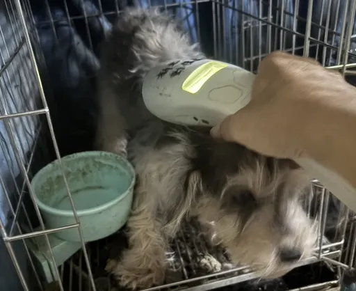飼主入獄失聯！12隻品種犬險死　新北首創「寵物租屋約款」防棄養